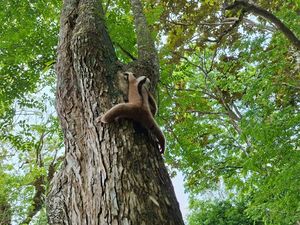 Populasi Kukang Jawa dan Kucing Hutan di Pangandaran Terancam Punah