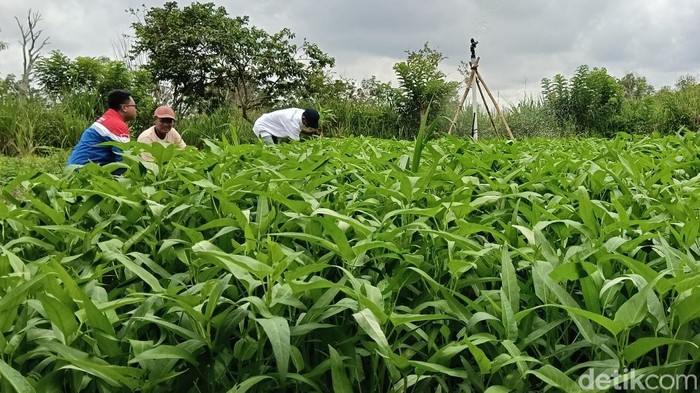 Pegawai Pertamina Patra Niaga sedang berbicara dengan salah satu petani sayur desa Pulau Semambu Pegawai Pertamina Patra Niaga sedang berbicara dengan salah satu petani sayur desa Pulau Semambu