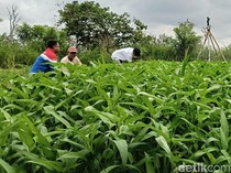 Kilau Energi Surya di Lahan Gambut Pulau Semambu Beri Sumber Kehidupan