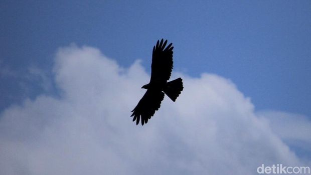 Penampakan elang hitam saat terbang di atas langit.