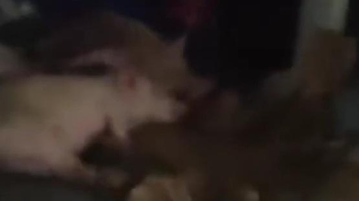 Penampakan mobil berstiker SPPG angkut babi di Nisel. (Foto: Tangkapan video media sosial) Penampakan mobil berstiker SPPG angkut babi di Nisel. (Foto: Tangkapan video media sosial)