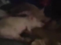 Waduh! Mobil SPPG Terciduk Dipakai buat Angkut Babi