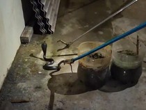 Kobra 1 Meter Nyaris Masuk Rumah di Gunungkidul