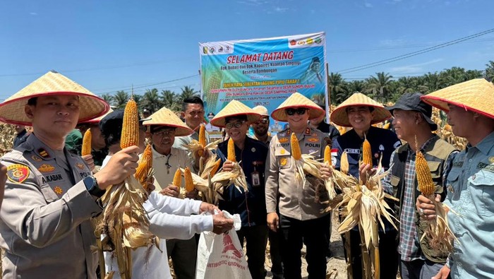 Polres Kuansing panen 50 ton jagung pipil di 2 desa wujudkan ketahanan pangan nasional, Kamis (30/10/2025).