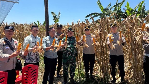 Polres Kuansing panen 50 ton jagung pipil di 2 desa wujudkan ketahanan pangan nasional, Kamis (30/10/2025).
