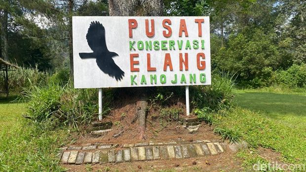 Pusat Konservasi Elang Kamojang.
