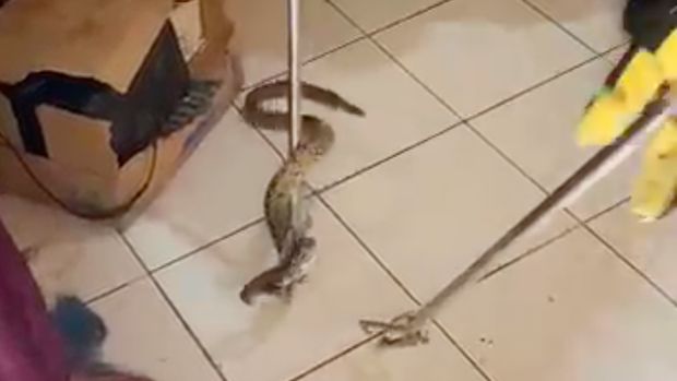 Seekor ular berukuran lebih dari 1 meter tiba-tiba masuk ke rumah warga di Duren Sawit, Jaktim. Kehadiran reptil itu membuat warga sangat kaget. (dok Damkar Jaktim) Seekor ular berukuran lebih dari 1 meter tiba-tiba masuk ke rumah warga di Duren Sawit, Jaktim. Kehadiran reptil itu membuat warga sangat kaget. (dok Damkar Jaktim)