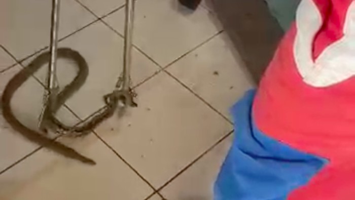 Seekor ular berukuran lebih dari 1 meter tiba-tiba masuk ke rumah warga di Duren Sawit, Jaktim. Kehadiran reptil itu membuat warga sangat kaget. (dok Damkar Jaktim) Seekor ular berukuran lebih dari 1 meter tiba-tiba masuk ke rumah warga di Duren Sawit, Jaktim. Kehadiran reptil itu membuat warga sangat kaget. (dok Damkar Jaktim)