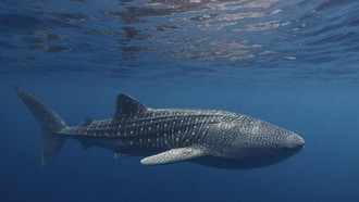 Mengenal Hiu Tutul, Hewan Raksasa yang Terdampar di Purworejo