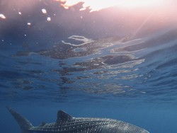 Mengenal Hiu Tutul, Hewan Raksasa yang Terdampar di Purworejo