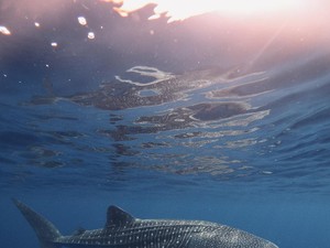 Mengenal Hiu Tutul, Hewan Raksasa yang Terdampar di Purworejo