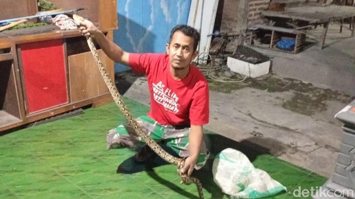 Ular Piton Piton 1,5 meter diamankan warga di Karangdowo, Klaten