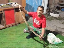 Hii! Piton 1,5 Meter Tepergok Lilit Anakan Entok di Karangdowo Klaten