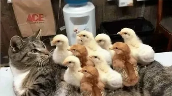 Ditanya ada pertanyaan apa nggak, jawabnya nggak. Pas disuruh kerjain soal, langsung berbondong-bondong nanya. Foto: studentresearchgroup via Bored Panda