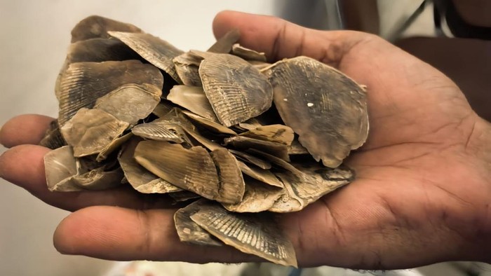 Barang bukti sisik trenggiling yang disita polisi. (Dok Polda Riau) Barang bukti sisik trenggiling yang disita polisi. (Dok Polda Riau)