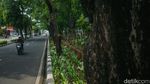 Cegah Pohon Tumbang, Petugas Pangkas Pohon Tua di Jakarta