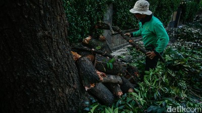 Cegah Pohon Tumbang, Petugas Pangkas Pohon Tua di Jakarta