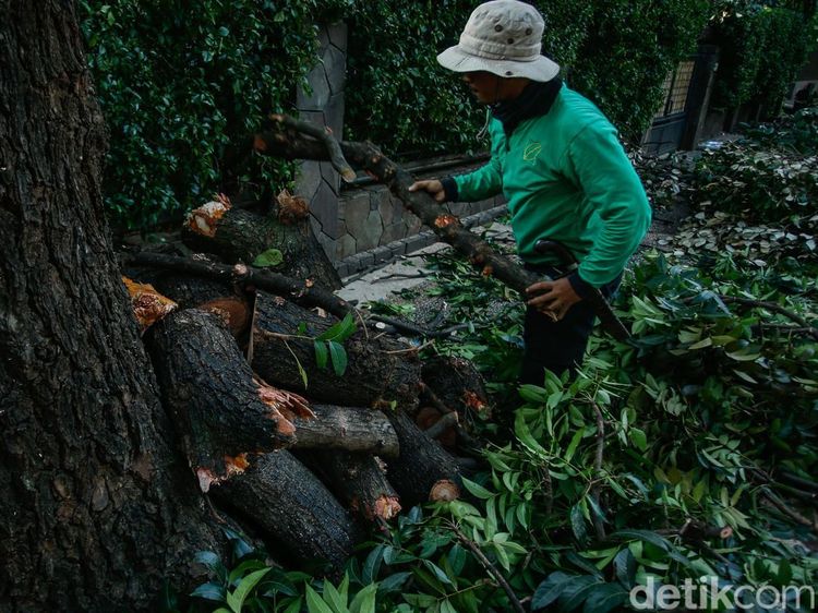 Cegah Pohon Tumbang, Petugas Pangkas Pohon Tua di Jakarta