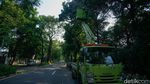 Cegah Pohon Tumbang, Petugas Pangkas Pohon Tua di Jakarta