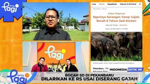 Video: Bocah SD di Pekanbaru Dilarikan ke RS usai Diserang Gajah