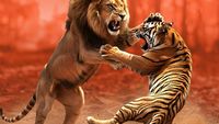 Infografis: Singa Vs Harimau, Siapa yang Juara Jika Bertarung?