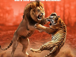 Infografis: Singa Vs Harimau, Siapa yang Juara Jika Bertarung?