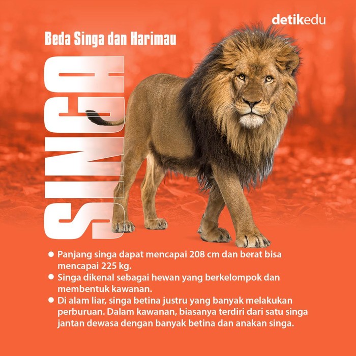 Infografis singa vs Harimau Infografis singa vs Harimau