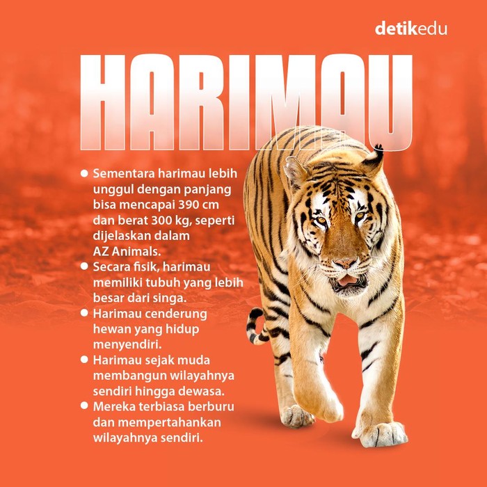 Infografis singa vs Harimau Infografis singa vs Harimau