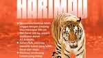 Infografis: Singa Vs Harimau, Siapa yang Juara Jika Bertarung?