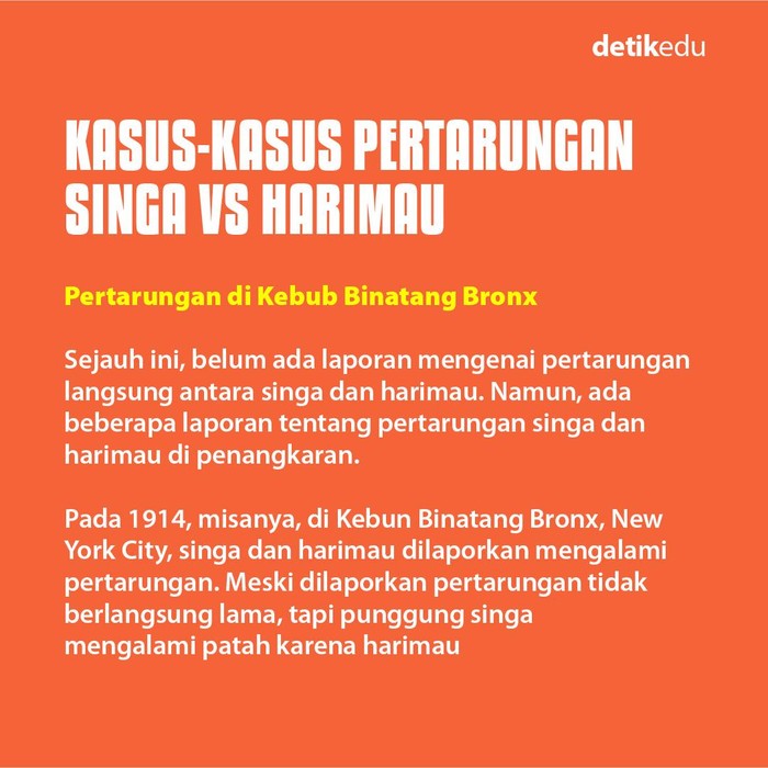 Infografis singa vs Harimau Infografis singa vs Harimau