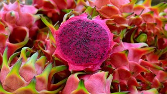 Manfaat Buah Naga untuk Kesehatan & Resep Bikin Dragon Fizz Manfaat Buah Naga untuk Kesehatan & Resep Bikin Dragon Fizz