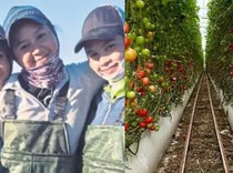 Jadi Petani di Australia, Adik-Kakak Ini Raup Lebih dari Rp 54 Juta Sebulan!