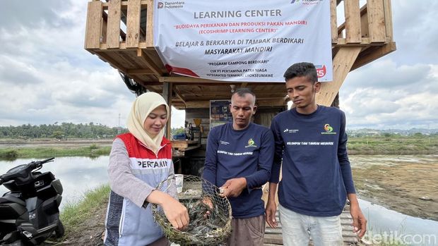 Kelompok petambak Meuhase didampingi CDO Pertamina IT Lhokseumawe saat panen udang vaname di tambak (Kartika/detikcom) Kelompok petambak Meuhase didampingi CDO Pertamina IT Lhokseumawe saat panen udang vaname di tambak (Kartika/detikcom)