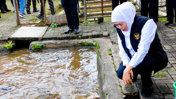 Khofifah Tinjau Budidaya Ikan Mas Punten, Siap Kembangkan Masif
