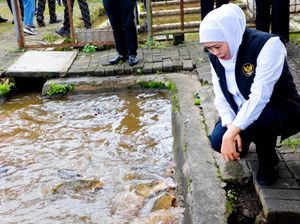 Khofifah Tinjau Budidaya Ikan Mas Punten Diskanla, Siap Kembangkan Masif