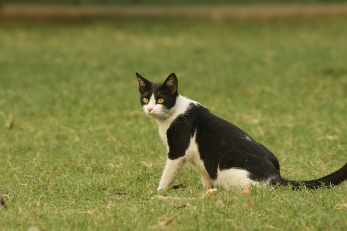 10 Cara Mencegah Kucing Berak Sembarangan di Halaman Rumah Kita