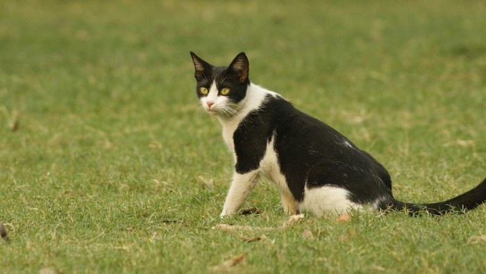 Kucing Berak Sembarangan di Halaman Rumah 10 Cara Mencegah Kucing Berak Sembarangan di Halaman Rumah Kita