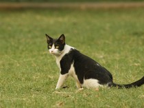 10 Cara Mencegah Kucing Berak Sembarangan di Halaman Rumah Kita