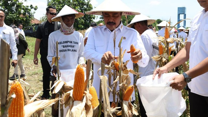 Menteri Imipas Agus Andrianto panen jagung di Sidoarjo Menteri Imipas Agus Andrianto panen jagung di Sidoarjo