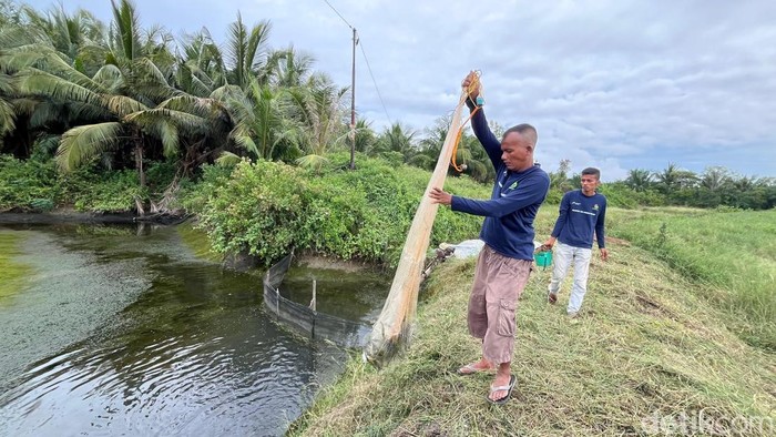 Petambak Muhrizal saat memproduksi pakan dari limbak lokal (Kartika/detikcom) Petambak Muhrizal saat memproduksi pakan dari limbak lokal (Kartika/detikcom)