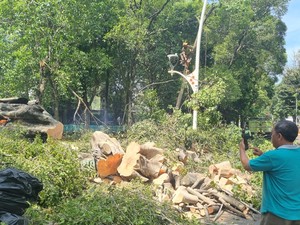 Warga Cerita Detik-detik Ngeri Pohon Tumbang di Dharmawangsa Tewaskan 1 Orang