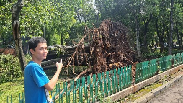 Pohon tumbang di Dharmawangsa, Jaksel, tewaskan 1 orang (Taufiq/detikcom) Pohon tumbang di Dharmawangsa, Jaksel, tewaskan 1 orang (Taufiq/detikcom)