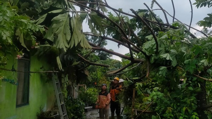 Pohon tumbang di Kasihan, Bantul, Jumat (31/10/2025).