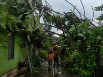 Hujan Deras di Bantul, Pohon-Bangunan Joglo Roboh