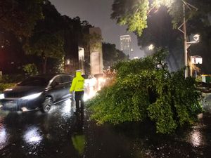 Hati-hati Ada Pohon Tumbang Depan GBK Arena, Lalin Tersendat