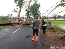 Pohon Tumbang di Sukoharjo Tutup Akses Jalan-Timpa Kabel Listrik
