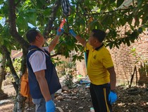 Pria di Lubuklinggau Ditemukan Tewas Tergantung di Pohon Coklat