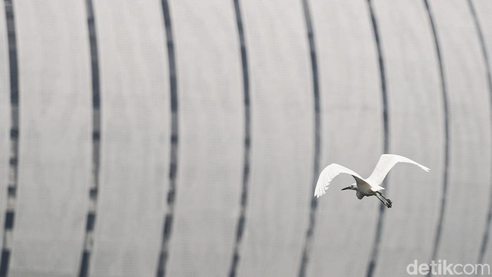 Burung jenis Blekok Sawah (Javan Pond Heron) dan burung Kuntul Kecil (Little Egret) berada di kawasan Waduk Cincin, Papanggo, Jakarta Utara, Jumat (31/10/2025).