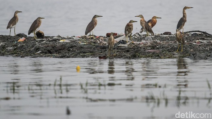Potret Burung-Burung Air Bertahan di Tengah Kota Burung jenis Blekok Sawah (Javan Pond Heron) dan burung Kuntul Kecil (Little Egret) berada di kawasan Waduk Cincin, Papanggo, Jakarta Utara, Jumat (31/10/2025).