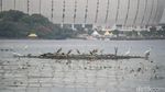 Potret Burung-Burung Air Bertahan di Tengah Kota